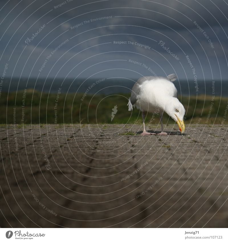 Suchst Du was? Vogel Möwe Suche Schnabel Ostfriesland Langeoog Meer Brise Deich Wege & Pfade laufen Insel Norden Feder picken