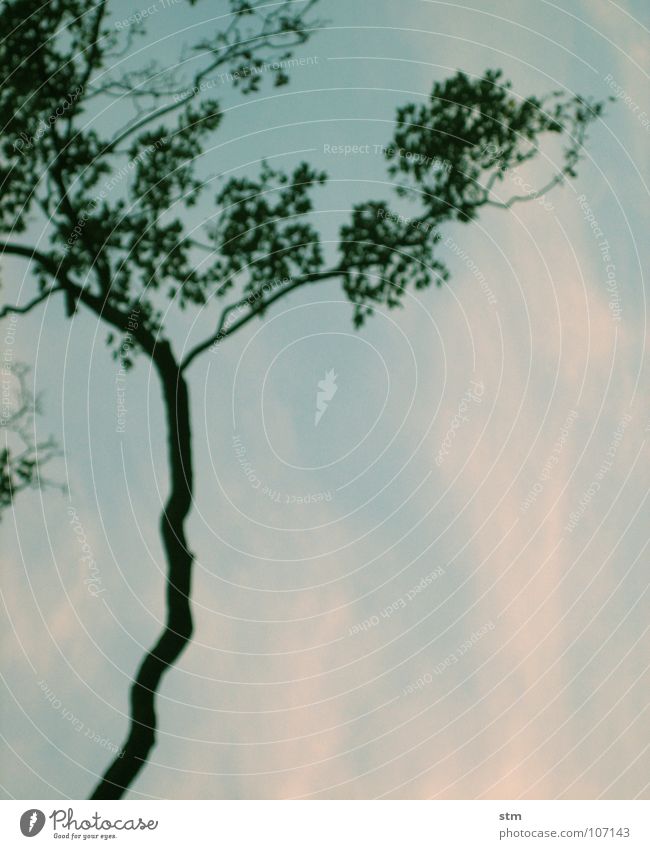 grünblau 01 Baum Blatt Wolken Zen ruhig filigran Unschärfe träumen Denken verschwimmen Japan schön Ast Himmel Verkehrswege recken nachdenken Blick