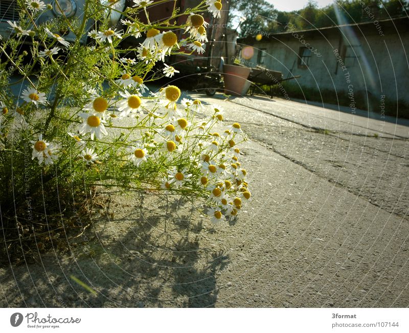 hinterhof Haus verfallen Leerstand Sachsen Osten Europa Dorf Platz Parkplatz Hinterhof Bauernhof Gerät Blume Kornblume Sträucher Furche stagnierend Scheintod