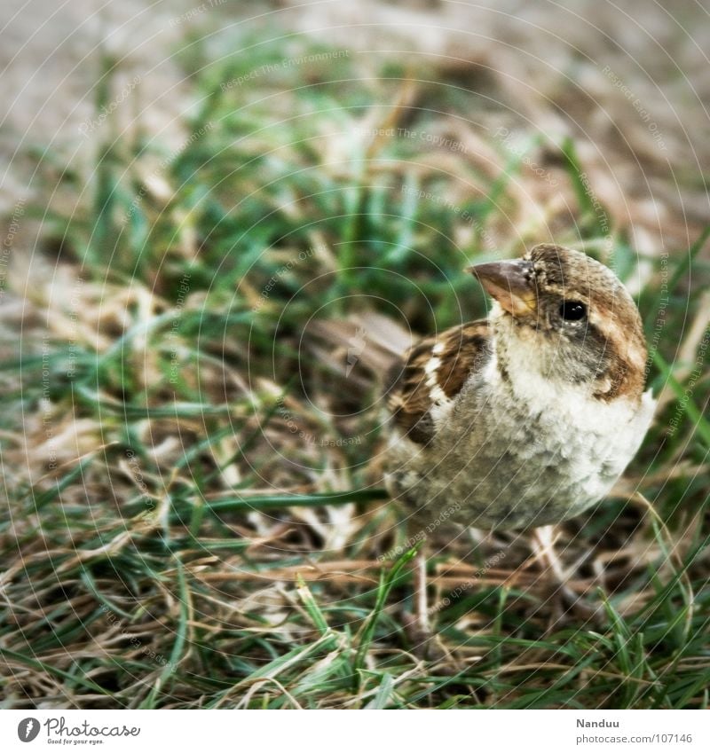 Piep? Sommer Tier Wiese Vogel frei Neugier trocken Spatz Nahrungssuche Farbfoto Außenaufnahme Menschenleer Suche Wegsehen