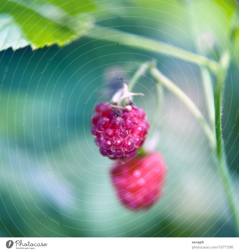 Himbeeren Frucht süß Beeren Garten Blume Pflanze frisch Lebensmittel Gesunde Ernährung stachelig Bodenbearbeitung Botanik Vegetarische Ernährung lecker Natur