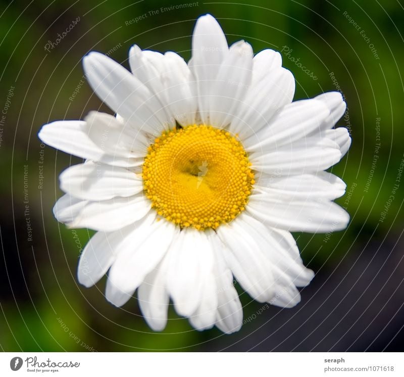 Wiesen-Margerite Staubfäden Ordnung Sonnenröschen Astern stamp Blume Blühend Blüte Blütenkette Korbblütengewächs Wachstum Pflanze geblümt Blatt Blütenblatt