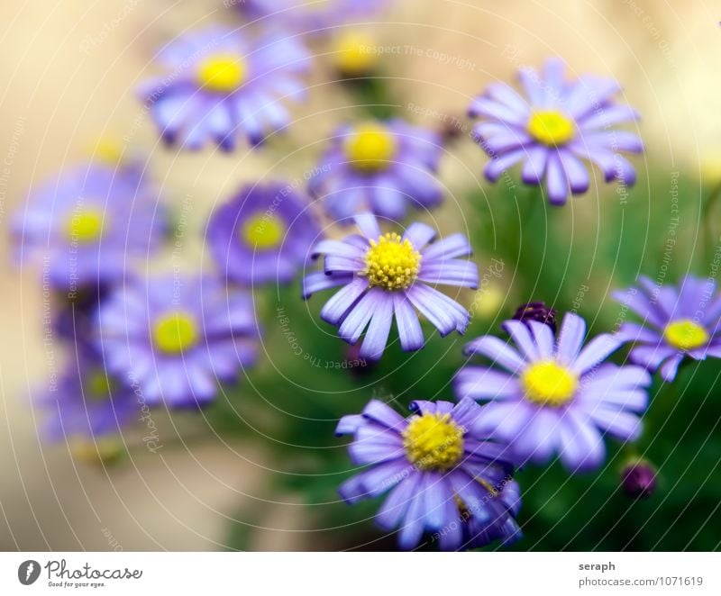 Astern Staubfäden Ordnung stamp Blume Blühend Blüte florescence Gänseblümchen Margerite Wachstum Pflanze geblümt Blatt Blütenblatt Beautyfotografie frisch