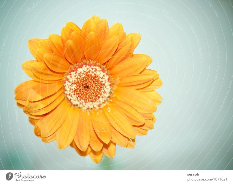 Aster Staubfäden Ordnung Astern stamp Blume Blühend Überstrahlung Blüte florescence Korbblütengewächs Gänseblümchen Margerite Wachstum Pflanze geblümt Blatt