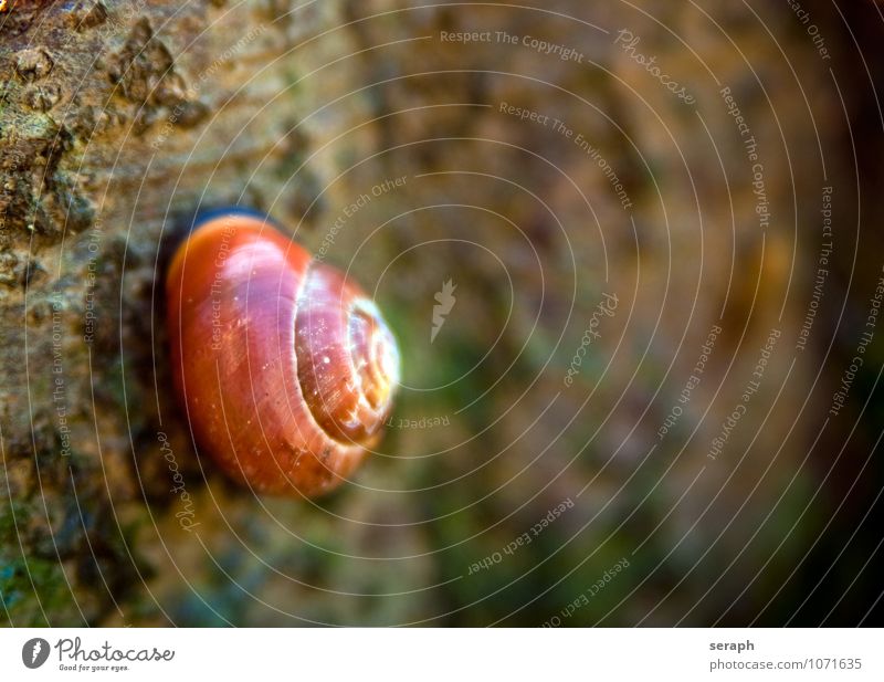 Schnecke Riesenglanzschnecke Panzer Tier helix fauna Natur Baum trunk stem Baumrinde Detailaufnahme Makroaufnahme schleichen Gehäuse Wald Biologie volute