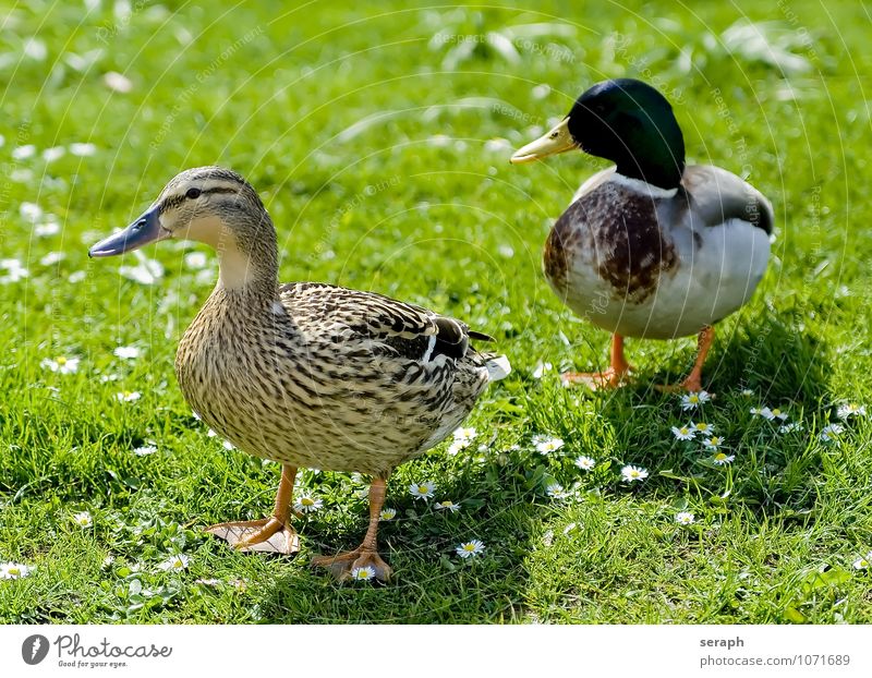 Entenpaar Tier Schnabel Vogel braun fauna Feder fowl Stockente Natur Ornithologie Außenaufnahme plumage sitzen Lebewesen talon Entenvögel wild Flügel laufen