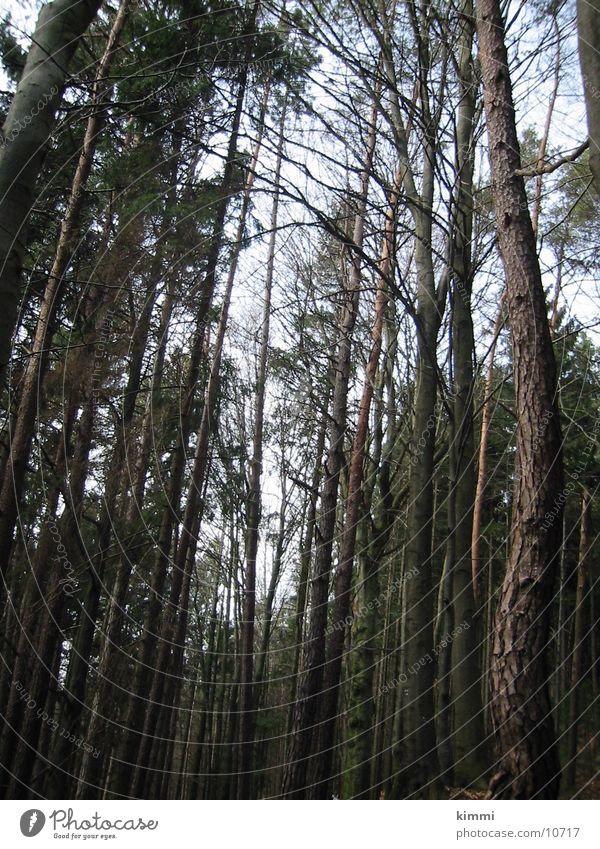 Baumstämme Baumkrone Baumstamm Wald