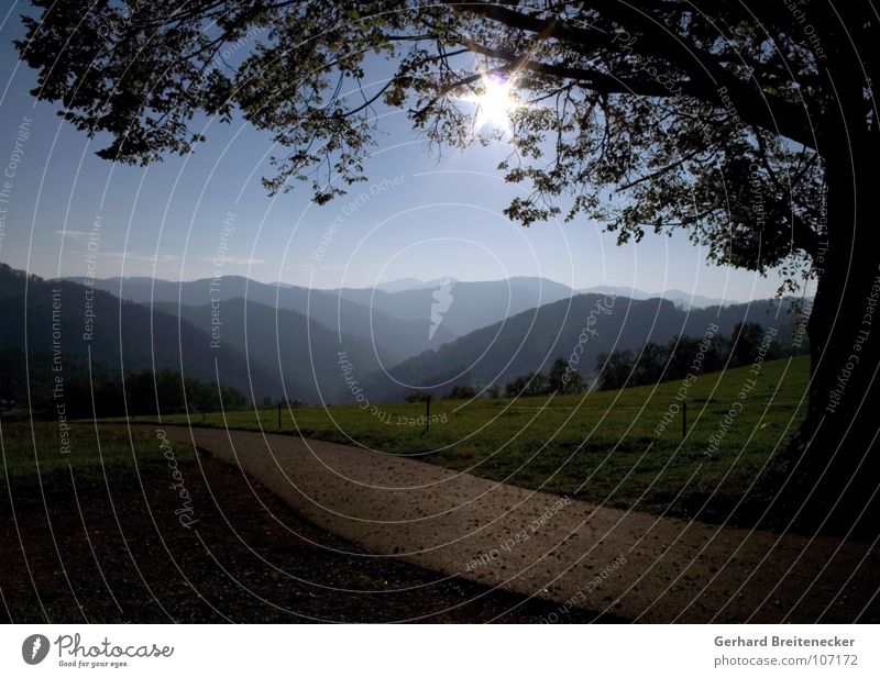 Guten Abend, Land! Hügel Abendland Wiese Feld Ackerbau Vieh Baum untergehen Sonnenuntergang dunkel trüb Physik Sommer Frühling wandern Panorama (Aussicht)