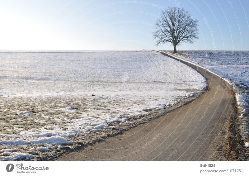 Lieblingsbaum Ferne Freiheit Schnee Landschaft Wolkenloser Himmel Horizont Sonnenlicht Winter Schönes Wetter Ferien & Urlaub & Reisen natürlich blau grau weiß