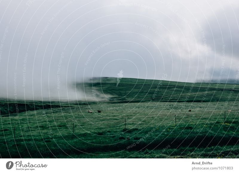 Nebelwiese Ausflug Ferne Natur Landschaft Pflanze Tier Luft Wolken Wetter schlechtes Wetter Wiese Feld grün Island Zaun Schaf Farbfoto Gedeckte Farben