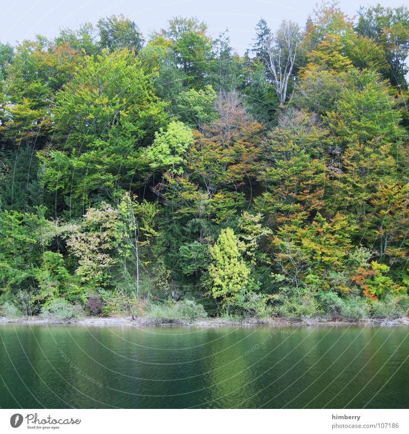 autumn waterside Herbst See Österreich Wildnis Baum Blatt Wald Gebirgssee mondsee Natur Wasser Landschaft Küste