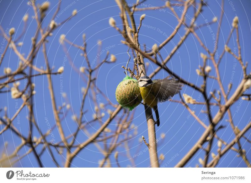 Blaumeise 2 Umwelt Natur Pflanze Tier Sonne Frühling Wildtier Vogel Flügel Zoo 1 Tierfamilie ästhetisch Farbfoto mehrfarbig Nahaufnahme Tag Licht Sonnenlicht