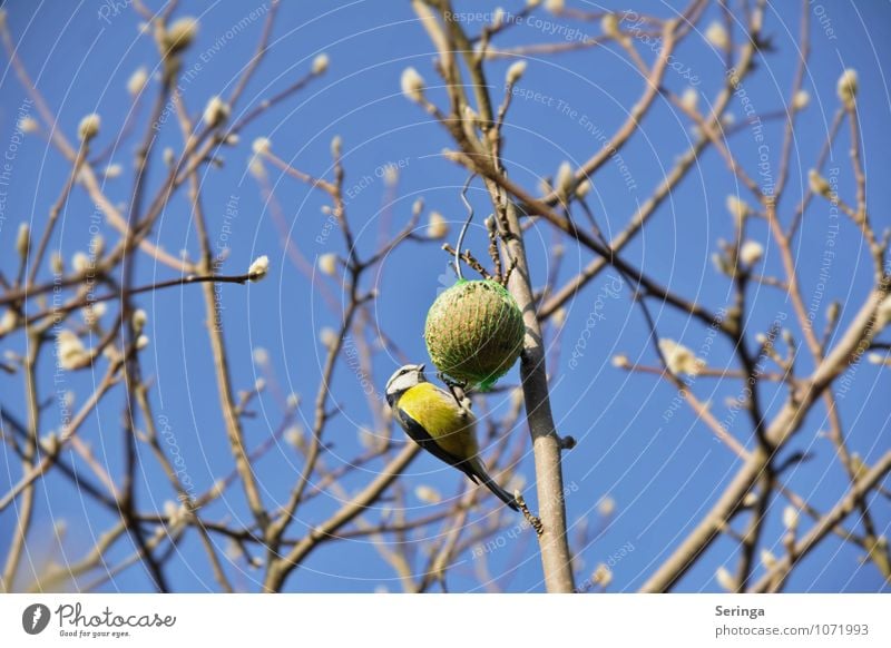 Blaumeise 1 Tier Vogel Flügel füttern authentisch Originalität weich blau mehrfarbig Farbfoto Außenaufnahme Tag Licht Schatten Kontrast Gegenlicht Unschärfe