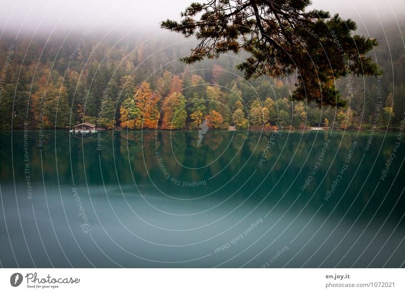 Hüttengaudi | am Alpsee Erholung ruhig Ferien & Urlaub & Reisen Tourismus Ausflug Natur Landschaft Pflanze Herbst Nebel Wald Seeufer grün Sehnsucht Fernweh