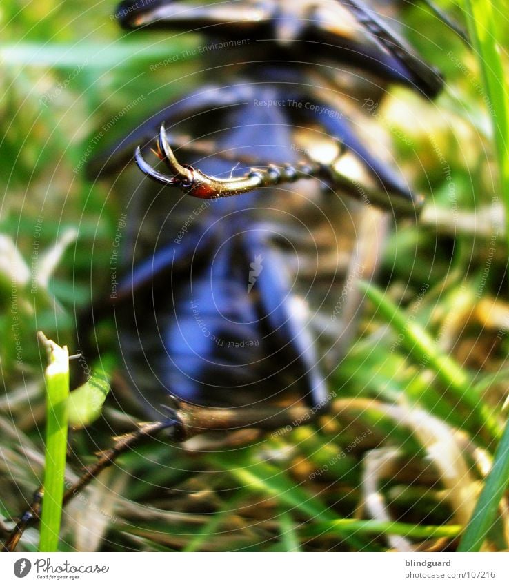 Karl der Käfer Hirschkäfer bedrohlich Horn Zange rot rotbraun Gras grün groß ungefährlich Insekt Reptil Umweltschutz Eiche Eichenwald Lebensraum Mandibel