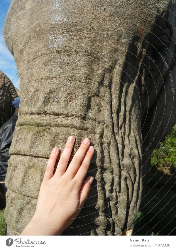 Touching Elephant Spielen Ferien & Urlaub & Reisen Tourismus Ausflug Abenteuer Ferne Freiheit Safari Sonne Afrika Südafrika Mensch Hand 1 Natur Urelemente Tier