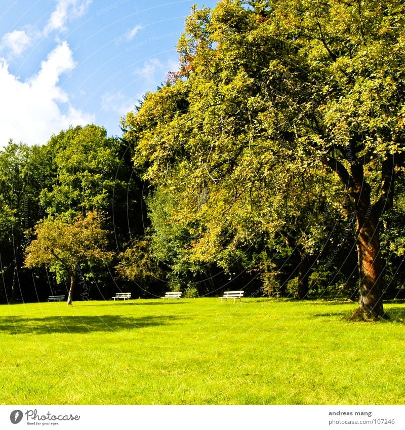 Park Bank Baum Natur Wolken Himmel grün Erholung ruhig Wiese Gras Herbst tree clouds trees sky blau blue Aktien