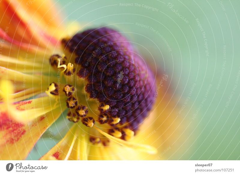 Blume? nah Makroaufnahme Blüte violett gelb Nahaufnahme