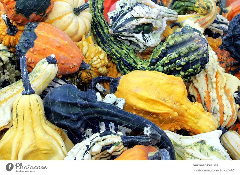 Zierkürbisse Pflanze exotisch natürlich schön gelb grün orange Kürbis Erntedankfest mehrfarbig Natur cucurbita Farbfoto Außenaufnahme Menschenleer Tag