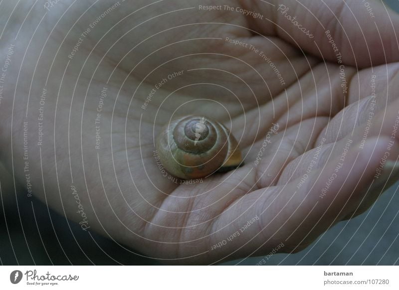 Na du Schnecke Schneckenhaus Hand Haus Handfläche Mitte leer Finger langsam Tier ausgewandert schneckenhäuschen Domizil liegen