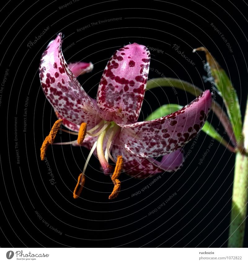 Tuerkenbund; Lilium martagon, Natur Pflanze Blume Wildpflanze frei schwarz weiß Türkenbund Lilien Tuerkenbund-Lilie Gebirgsblumen Bergblume Gebirgspflanzen