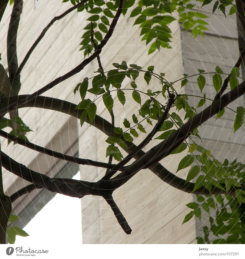 So Natural Beton Baum Blatt Material Holz Neubau modern schalung sauerbruch hutton Mitte natürlich Architektur