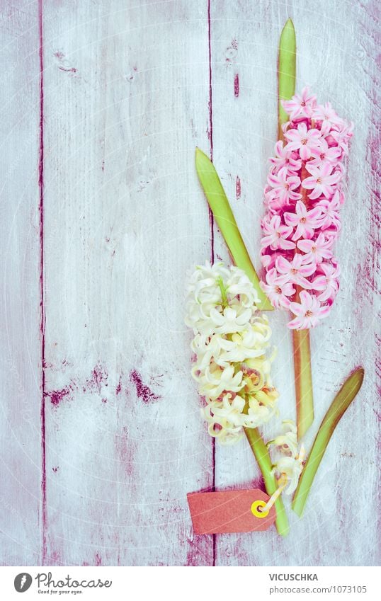 Hyazinthe auf hellem Holz Hintergrund Stil Design Garten Dekoration & Verzierung Feste & Feiern Valentinstag Muttertag Geburtstag Natur Pflanze Frühling Blume