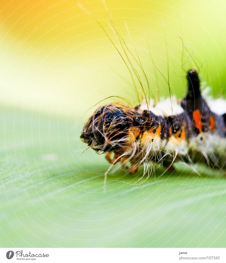 Ich wär so gern ein farbenprächtiger Schmetterling Fühler gestreift Insekt krabbeln Reptil Makroaufnahme Raupe mehrfarbig Nahaufnahme grün Eulenfalter