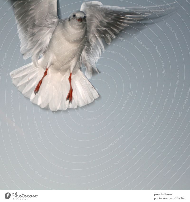 Birdy Möwe Vogel Luft leicht stoppen Leichtigkeit Schweben Blick frontal begegnen Schrecken Überraschung Luftverkehr schön Freiheit Himmel Schwehrelos Flügel