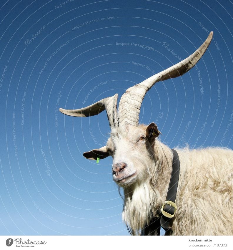 Gehörnter Geißbock Tier Halsband Bauernhof Schweiz Schnalle Kanton Graubünden Alp Flix Fell Bart Säugetier Horn Natur Alm gehörnt Blick