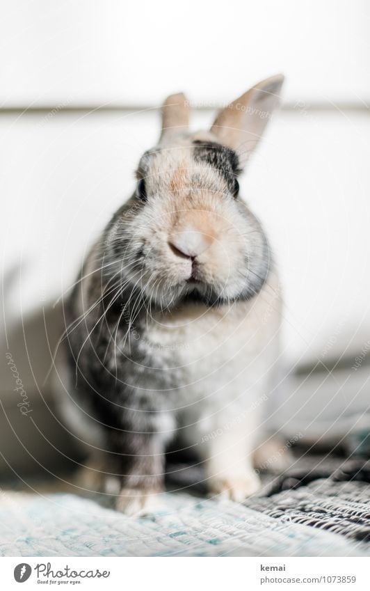 Mein Name ist H. Ostern Tier Haustier Tiergesicht Fell Pfote Zwergkaninchen Hase & Kaninchen Hasenohren 1 Blick sitzen Coolness dick schön lustig niedlich