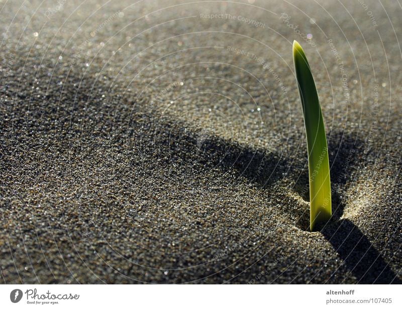 Sandwuchs Stimmung grün Wachstum verdunkeln Keim keimen Bildaufbau Strand Lichtspiel Schattenspiel Pflanze zögern Reifezeit Außenaufnahme ruhig brechen