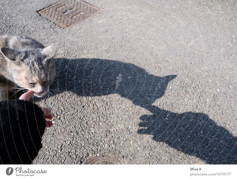 Hallo Streuner Hand Finger Tier Haustier Katze Fell 1 Gefühle Stimmung Geborgenheit Warmherzigkeit Freundschaft Tierliebe Streicheln Neugier Katzenkopf