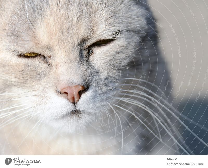 Das Glück ist... eine Katze Haustier Tiergesicht Fell 1 niedlich weich grau Gefühle Stimmung Zufriedenheit Warmherzigkeit Gelassenheit Schnurrhaar Schnurren