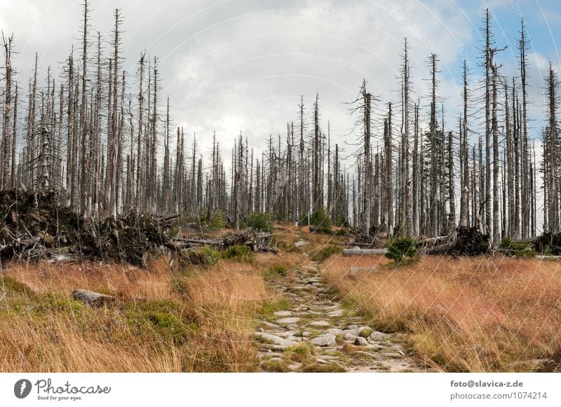 Waldsterben Umwelt Natur Landschaft Pflanze Tier Wolken Frühling Unwetter Wind Baum Park Berge u. Gebirge bevölkert Sehenswürdigkeit mehrfarbig Erde poisoned