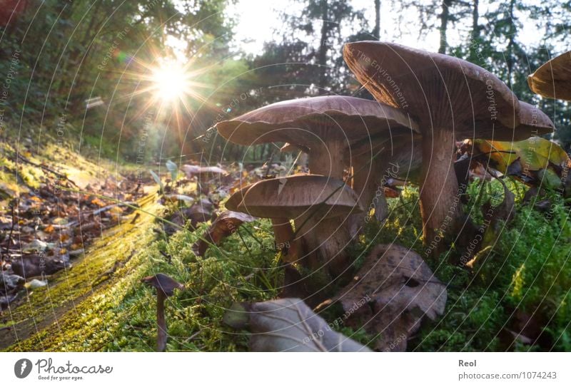 Pilze im Sonnenuntergang Natur Pflanze Urelemente Erde Sonnenaufgang Sonnenlicht Herbst Gras Moos Grünpflanze Wildpflanze Pilzhut Blatt Wiese Wald Waldboden