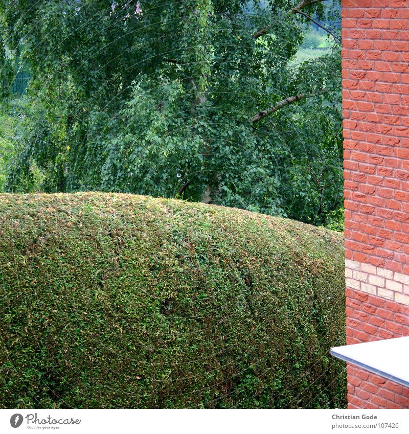 Gut geschnitten Samstag Nachmittag England Hecke Gärtner Garage Baum grün rot Backstein Garagentor Einfamilienhaus weiß Autowäsche Oldtimer Heckenschere