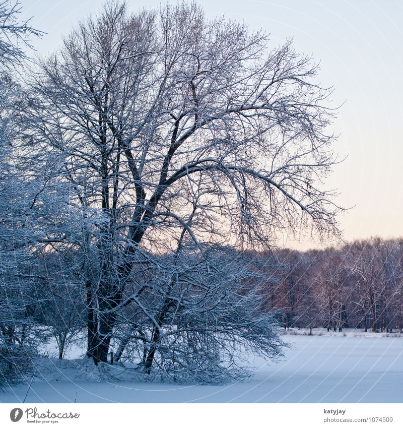 Winter Wald Schneelandschaft Winterlicht Winterwald Dämmerung Schneefall Dezember Stimmung Sonne Baum kalt Januar November Sonnenstrahlen Landschaft Frost