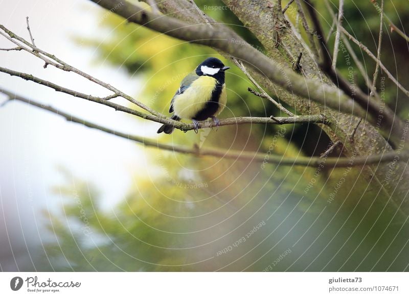 Bald wird es Frühling! Natur Herbst Winter Garten Wildtier Vogel Meisen Singvögel Kohlmeise 1 Tier beobachten hocken sitzen warten klein natürlich Neugier