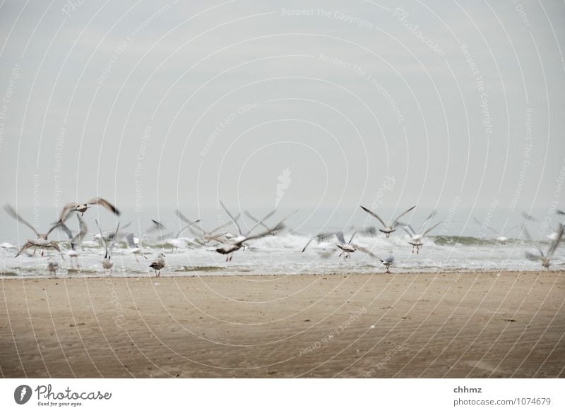 Abflug Tier Wildtier Vogel Möwe Tiergruppe Schwarm fliegen braun Angst Strand Meer Insel Schwache Tiefenschärfe Wellengang Abheben flüchten Schweben Sand