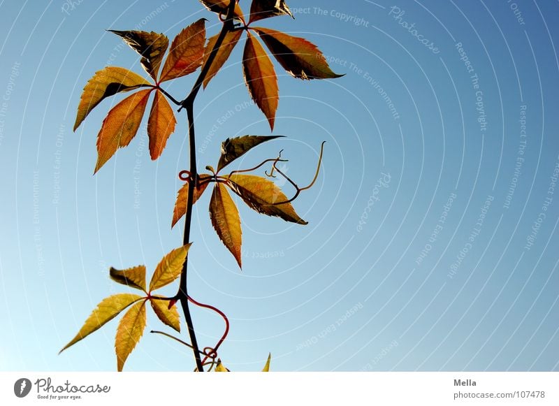 Hänger Weinblatt Weinranken Blatt Ranke grün rot Herbst hängen unten Vergänglichkeit Gehänge Himmel blau herbstlich abwärts freischwebend