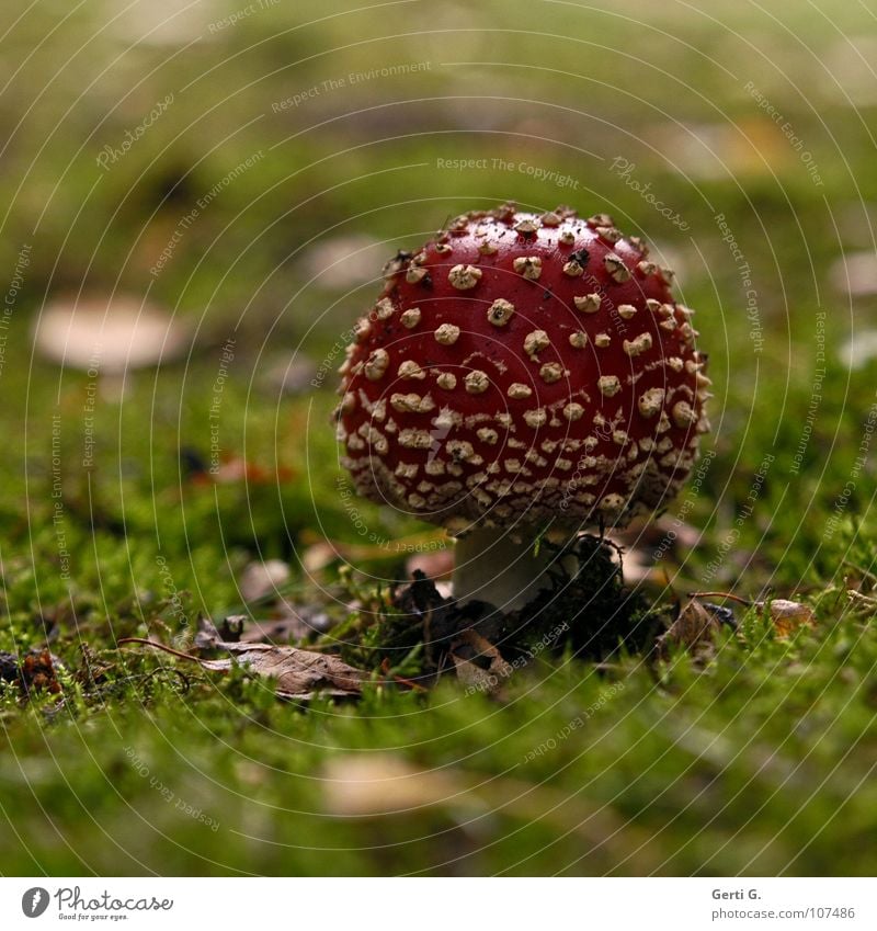 Glüxpilz Fliegenpilz Waldboden Herbst Gift Flocke Rauschmittel Symbole & Metaphern Wachstum grün Blatt Freude amanita muscaria Pilz giftpilz muskarin Hut