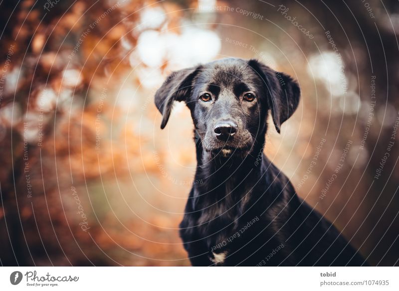 Amy Pt.3 Natur Landschaft Pflanze Herbst Schönes Wetter Baum Wald Haustier Hund Tiergesicht Fell Labrador Ohr 1 beobachten Blick sitzen warten kuschlig schwarz