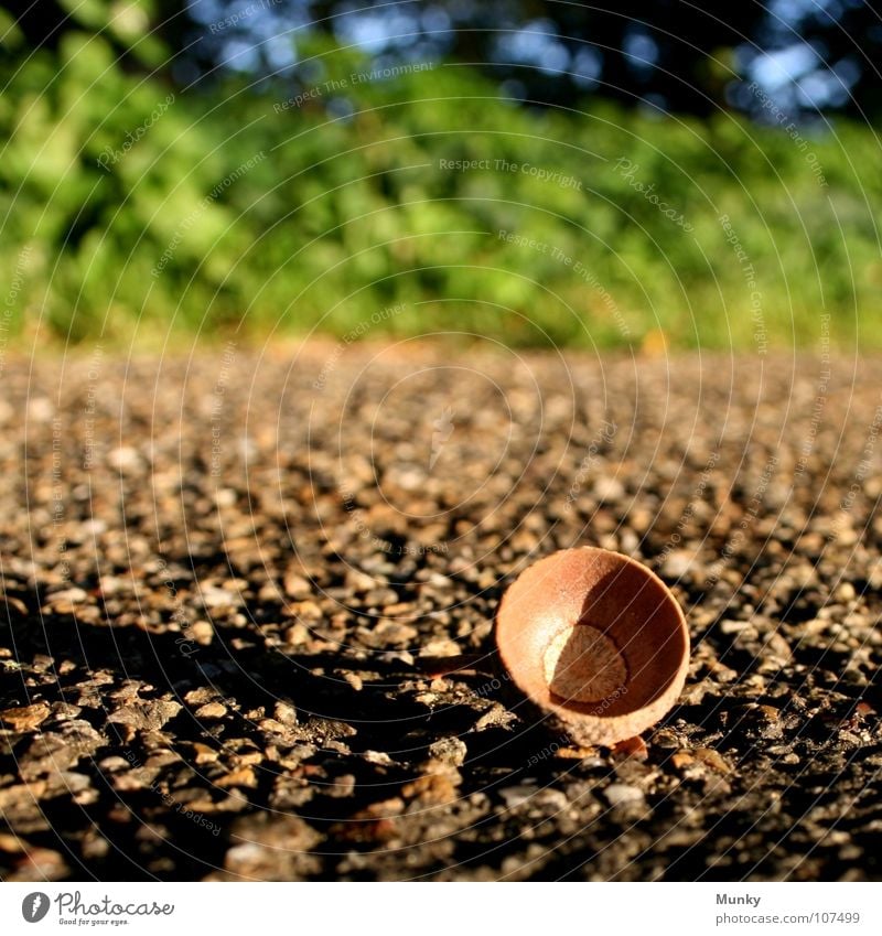 Tief gefallen! Straße Oberfläche Lichteinfall Kollision unten Schlagschatten Pflanze Sträucher Einsamkeit Physik Baum grün braun groß hart Kieselsteine Stein