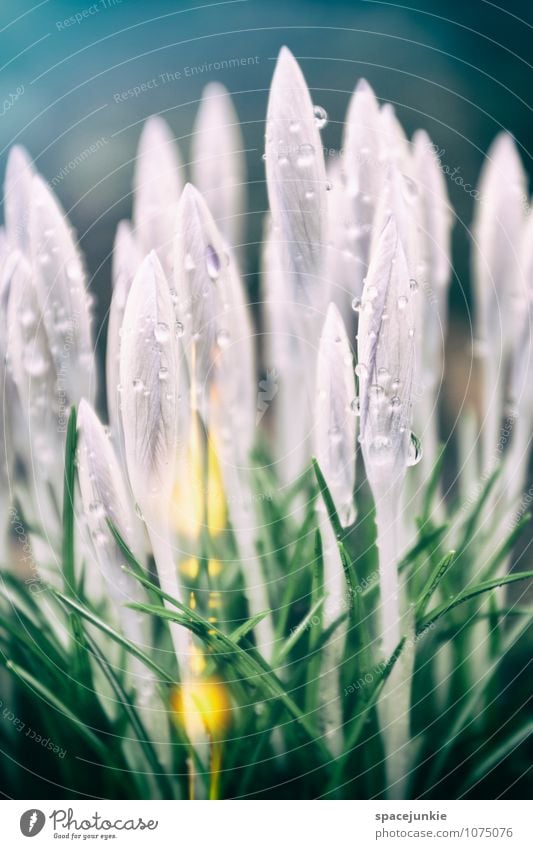 Krokus Umwelt Natur Pflanze Frühling Sommer Blume Blatt Blüte Garten außergewöhnlich grün violett weiß ruhig Wassertropfen Lichtschein Farbfoto Außenaufnahme