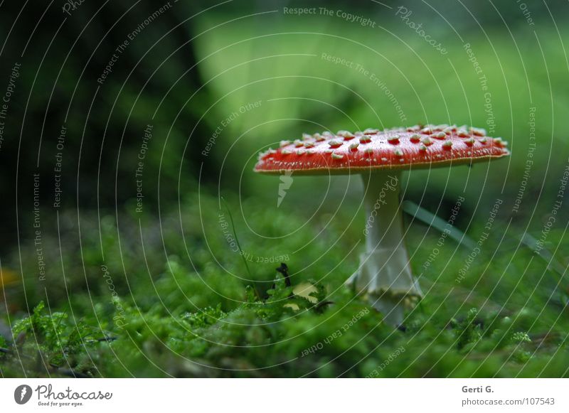 °GlüxPilz° Fliegenpilz Wald Waldboden Herbst Gift Flocke Rauschmittel Symbole & Metaphern Wachstum grün Blatt Baum Baumstamm flach Versteck Halm gefährlich