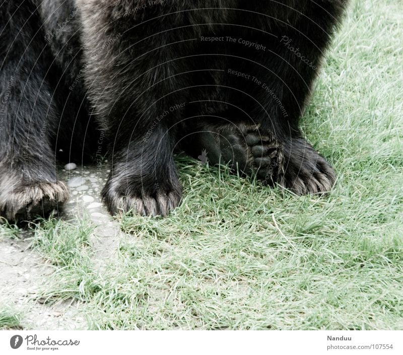 Erzähl mir ein Märchen Fuß Tier Wiese Fell Wildtier Krallen Pfote sitzen weich Kraft bequem Landraubtier gemütlich faulenzen Fleischfresser Säugetier Bär Petz