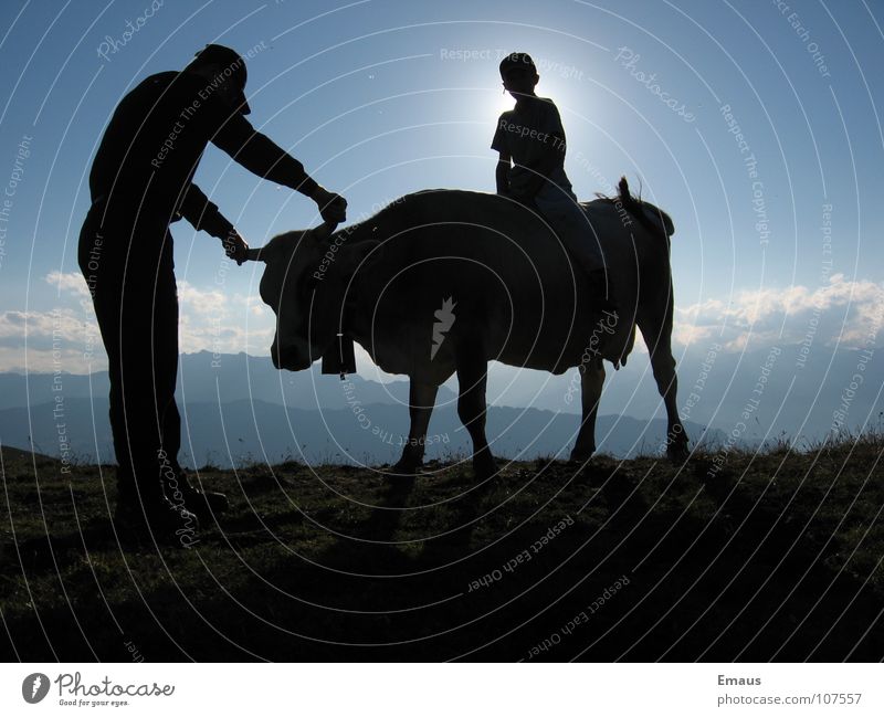 Cowboy Kuh Mann Wolken wandern Schweiz Sonne Berge u. Gebirge