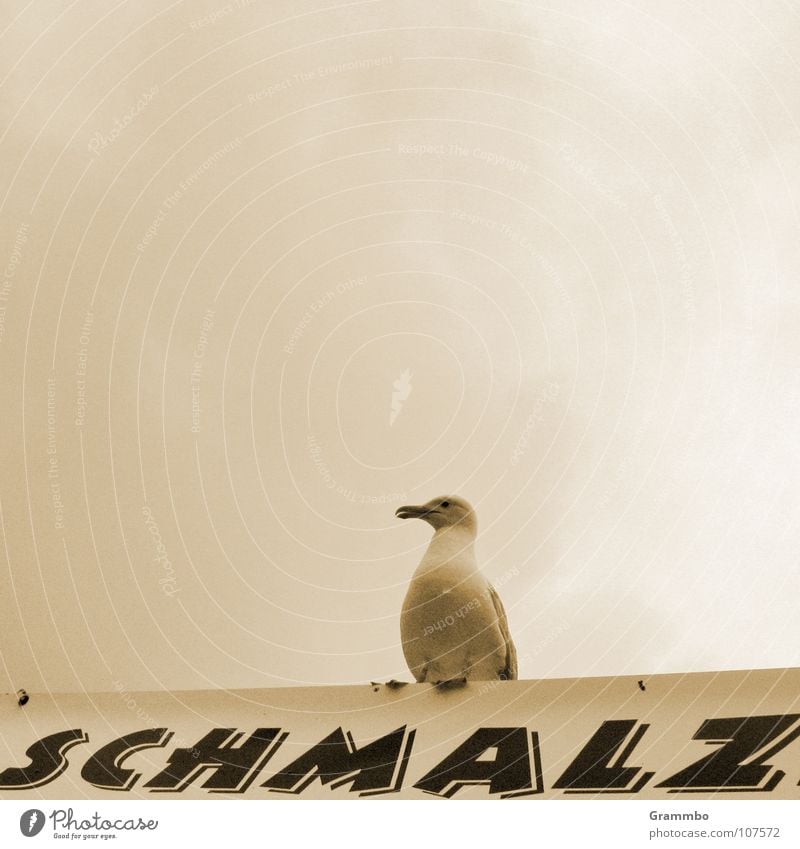 Schmalzbrötchen mit Schuss Möwe Vogel Wolken schlechtes Wetter Mahlzeit Imbiss lecker grau Schnabel Federvieh