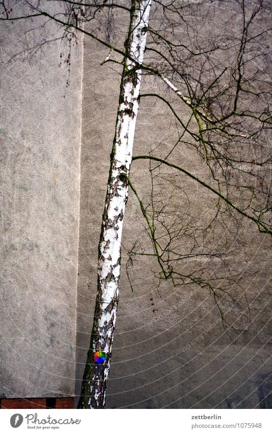 Birke mit Windrad Haus Wohnhaus Mauer Wand Ecke Nische Baum Baumstamm Ast Zweig mehrfarbig Spielzeug Herbst Winter Stadt Vorstadt Spielplatz Textfreiraum trist